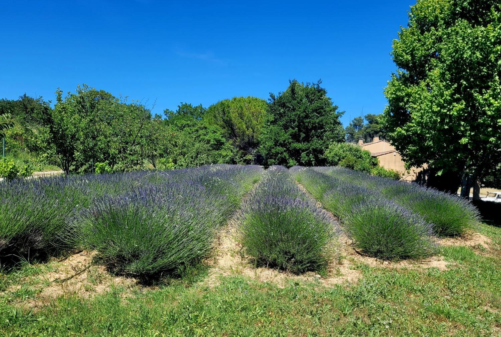 Jolie Maison En Plein Cœur Du Lubéron * Roussillon en Isere
